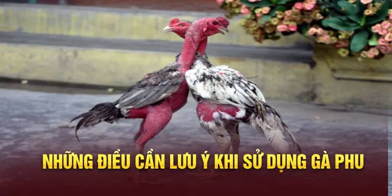 Những điều cần lưu ý khi sử dụng gà Phu